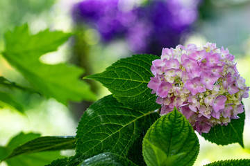 single pinkish purple bloomstruck hydrangea with purple background 