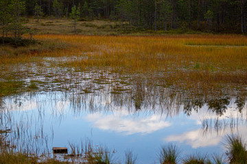 Finnish swamp in the autumn. Vibrant colors.