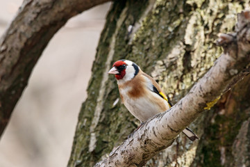 European goldfinch carduelis carduelis sitting on branch of tree. Cute colorful songbird in wildlife.