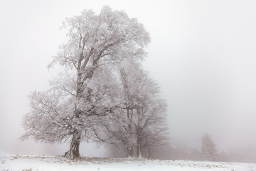 Alte knorrige Buchen mit Rauhreif im Nebel