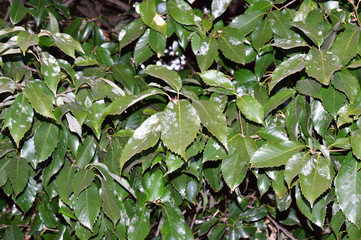 ヤブツバキと推定される樹木の葉を冬に撮影した写真
