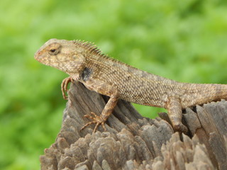 Agama Lizard