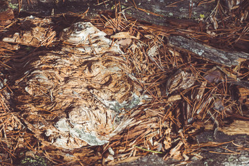 The trunk of an ancient pine tree with healing power in the forest.