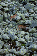 Iberian ibex, Spanish ibex, Spanish wild goat, or Iberian wild goat (Capra pyrenaica), Sierra de Gredos, Avila, Castilla y León, Spain, Europe