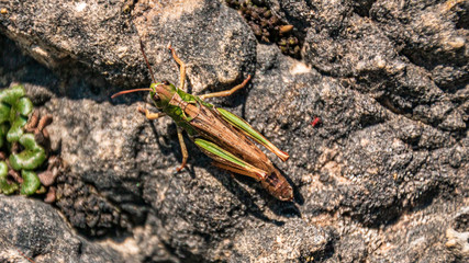 Macro of a beautiful grasshopper on a rock