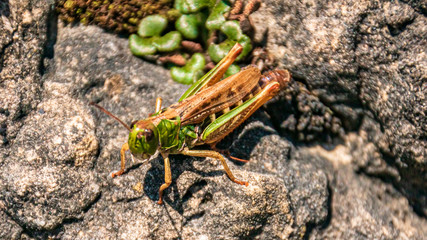 Macro of a beautiful grasshopper on a rock