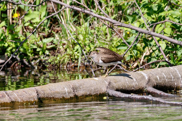 Common sandpiper actitis hypoleucos standing on fallen tree. Cute little brown shorebird in wildlife.