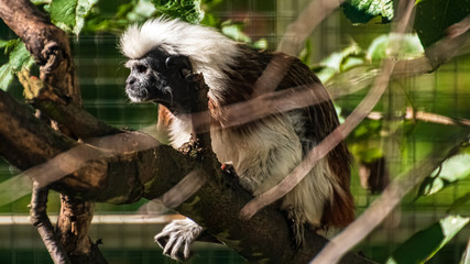 Beautiful lyszt monkey on a treebranch