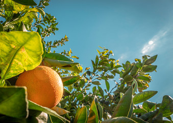 oranges on a tree