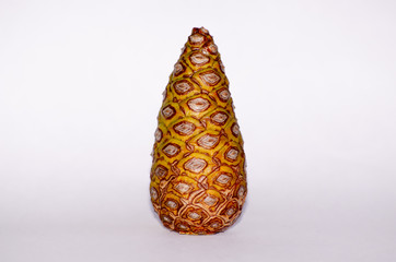 Pine cone isolate on white 