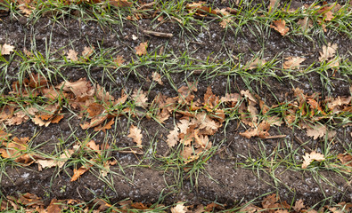 Fragment of an autumn field with sprouts of winter wheat, top view, dry oak leaves and black earth.