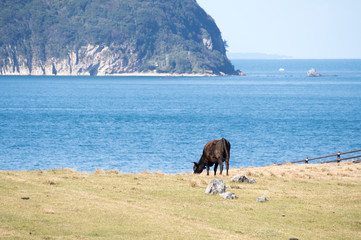 海辺で放牧されている牛