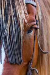 Horse, Horse riding, Sierra de Gredos, Avila, Castilla y León, Spain, Europe