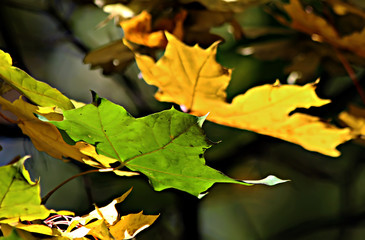 maple leaves in autumn