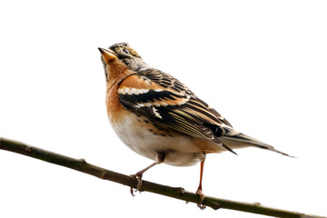 Brambling fringilla montifringilla male sitting on branch of bush isolated on white background. Cute orange bird in wildlife.