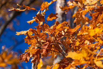 Autumn oak leaves change color against a brilliant blue November sky