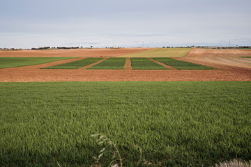 Obraz premium Campos de cultivo en primavera en Guadalajara