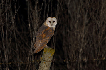 Barn owl at night with the lights of the city of Lisbon on the horizon, Tyto alba