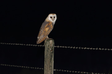 Adult Barn owl on a hawthorn fence at night, nocturnal raptors, owls, birds