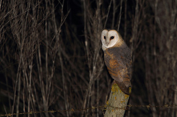 Barn owl at night with the lights of the city of Lisbon on the horizon, Tyto alba