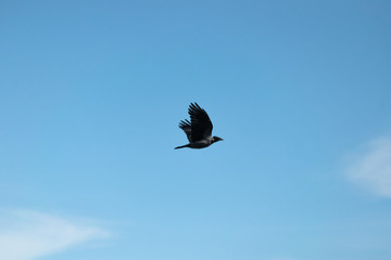A crow is flying in the blue sky. Flying bird in search of prey