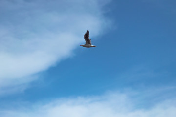 A seagull flying in the sky. Flying bird on the hunt. Bird in search of prey