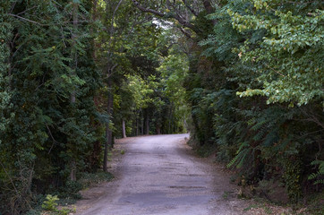 Fototapeta na wymiar Camino de grava entre espeso bosque con una curva al final