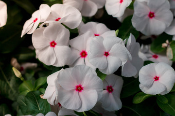 White flowers, pink spots.