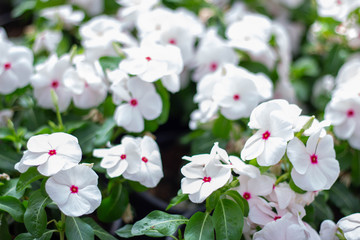White flowers, pink spots.