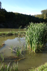 Growing bulrush plant near river edge