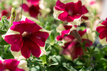 Closeup of pink clove flower. Beauty of nature.