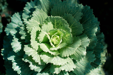 Close up of cabbage,in farm.