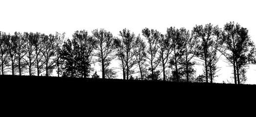 Trees without leaves in a row