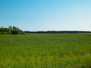 Green field in Kashubian village.