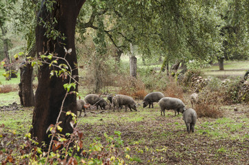 In the Andalusian pasture of cork oaks and holm oaks, Iberian pigs graze and eat acorns freely during the montanera months from November to February