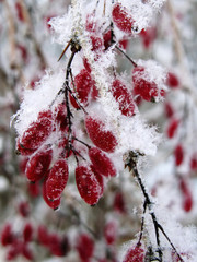 Red barberry fruits covered in snow