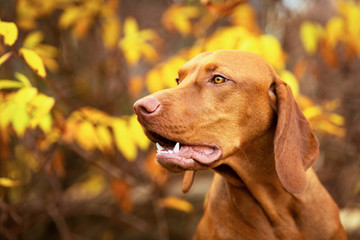 Cute hungarian vizsla dog side view close up portrait in beautiful fall garden.