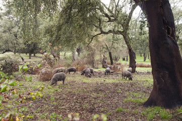 In the Andalusian pasture of cork oaks and holm oaks, Iberian pigs graze and eat acorns freely during the montanera months from November to February