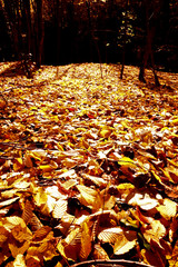 Fallen autumn leaves in the forest