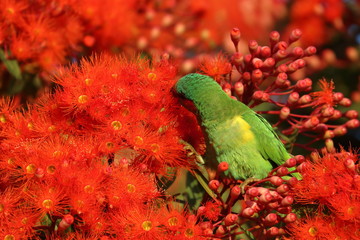 musk lorikeet