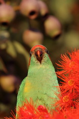 musk lorikeet