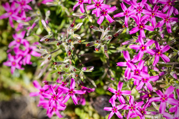 Obraz premium lilac flowers in the garden