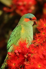 musk lorikeet