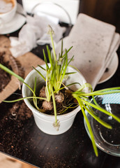 Gardener planting spring flower
