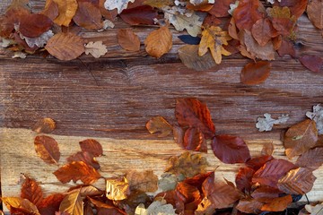 Closeup of fallen beech and oak leaves on wood. Colorful autumn forest in November.