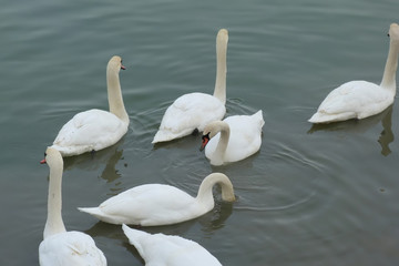 Swans in the city of Belgrad, Serbia