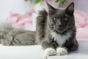 Big beautiful main coon cat. Kitten age 6 months . Blue and white color. Cat on light background. Pink flowers.