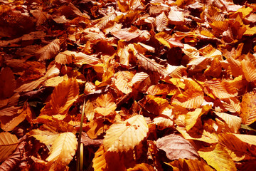 Fallen autumn leaves in the forest