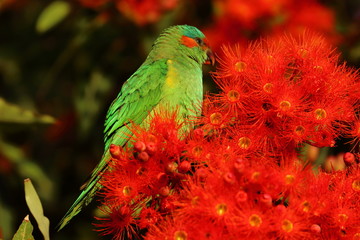 Obraz premium musk lorikeet