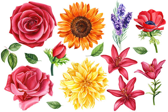 Set of sunflower, lavender, red anemones, lilies, rose, leaves, dahlia,  colorful flowers on an isolated white background, botanical painting, watercolor illustration, hand-drawing